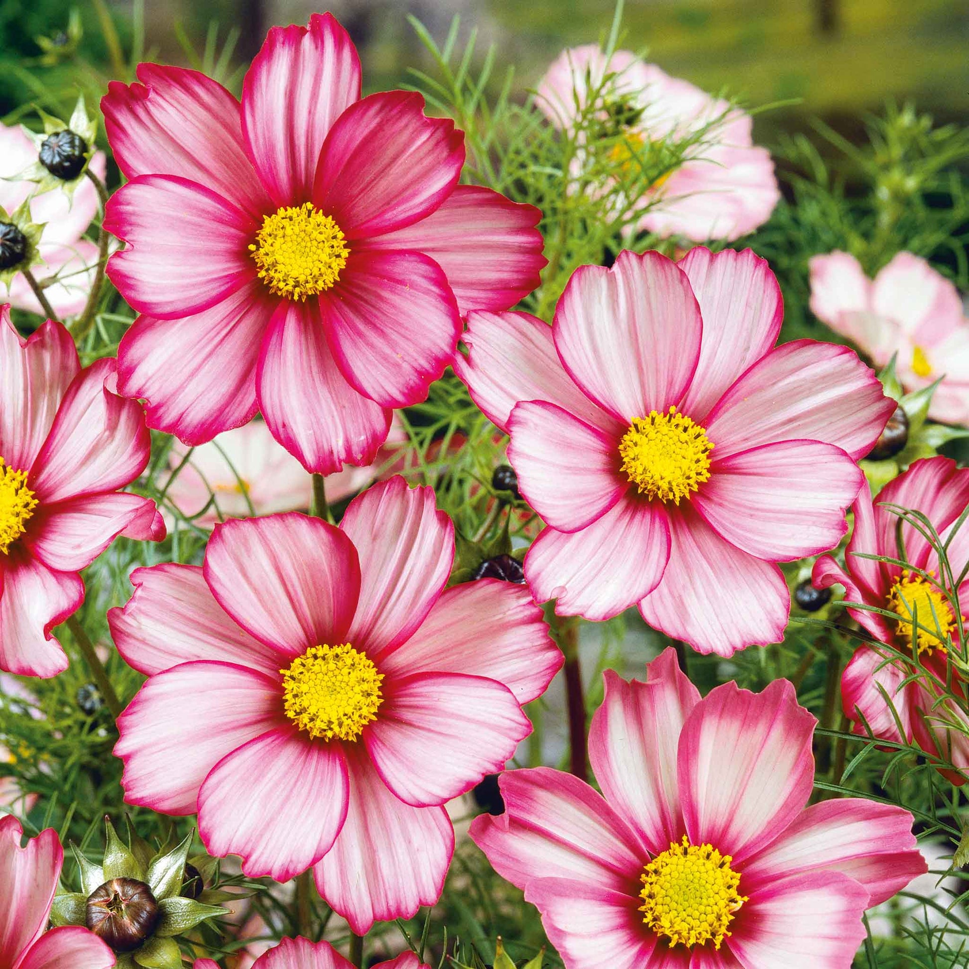 cosmos candystripe