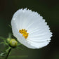 cosmos cupcake white