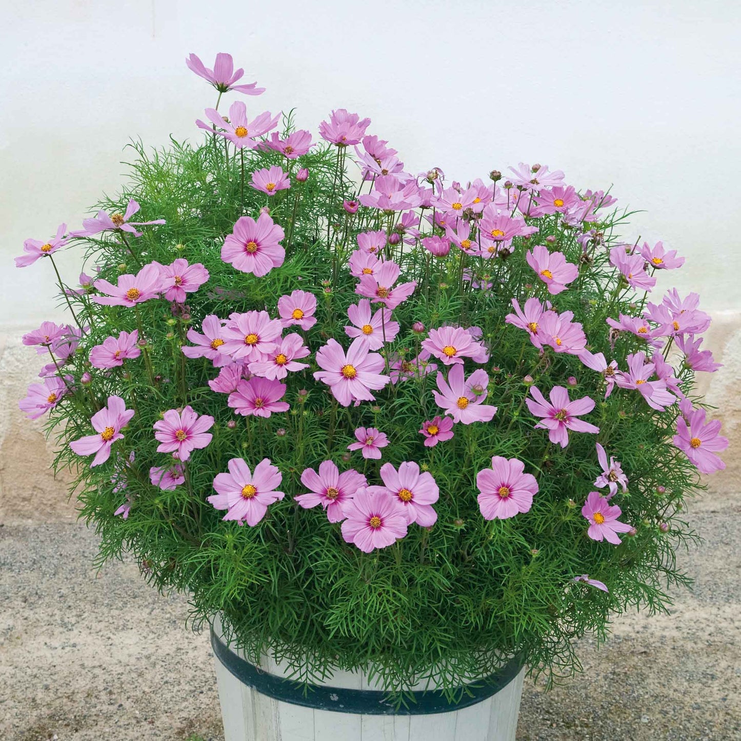 cosmos dwarf early rose