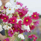 cosmos hot pink and white mix