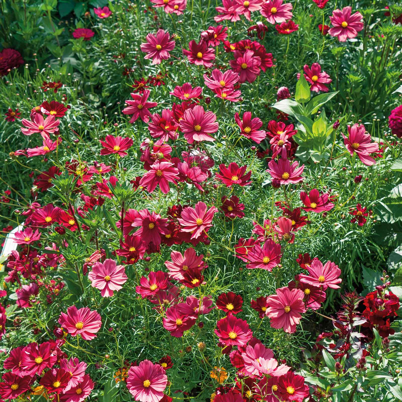 cosmos rubenza