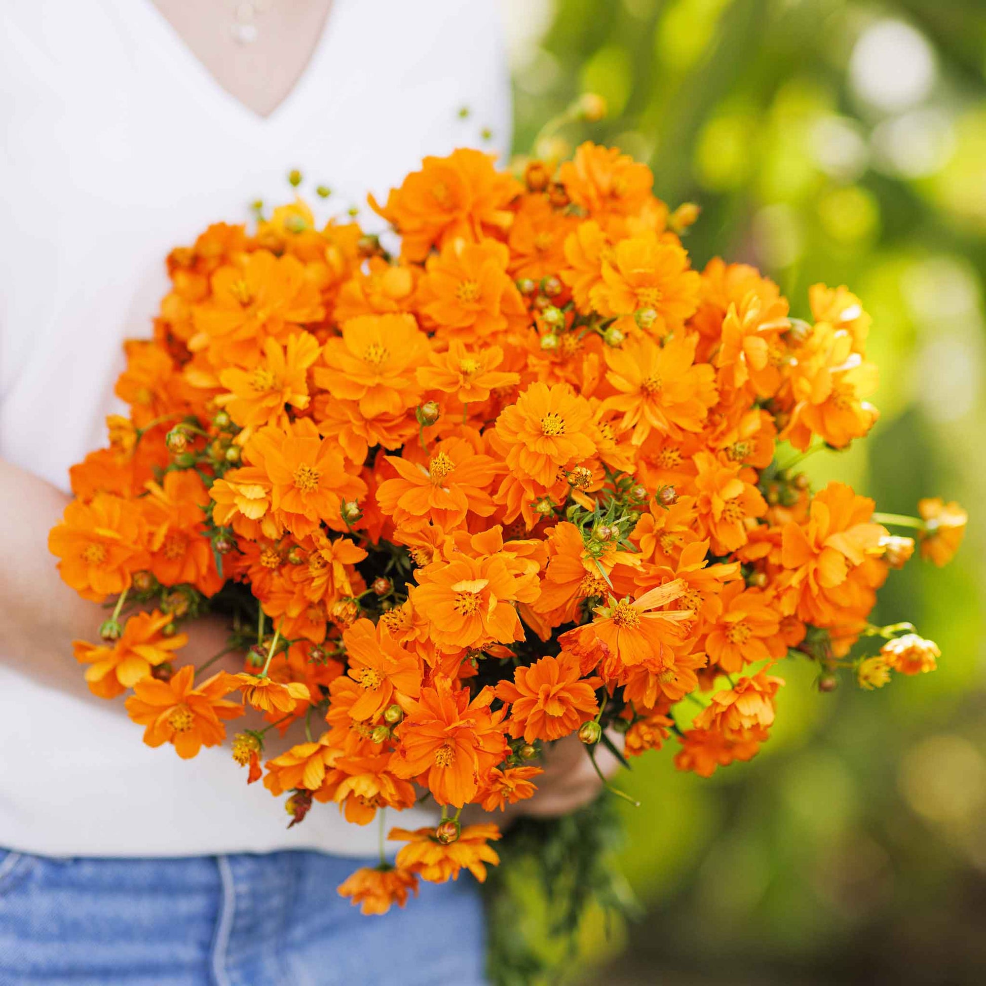 cosmos crest orange