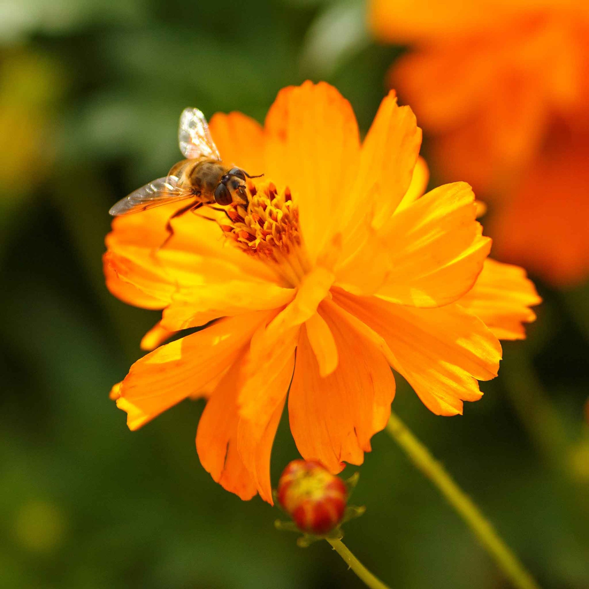 cosmos crest orange