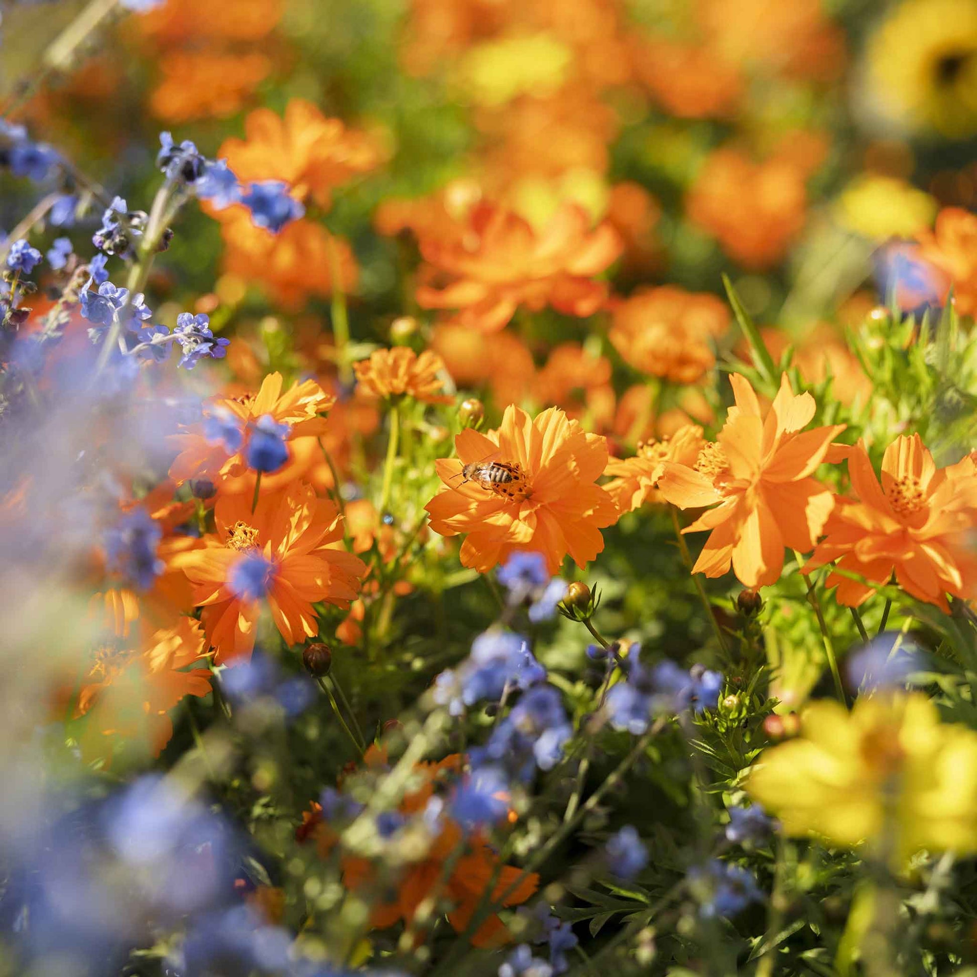 cosmos crest orange