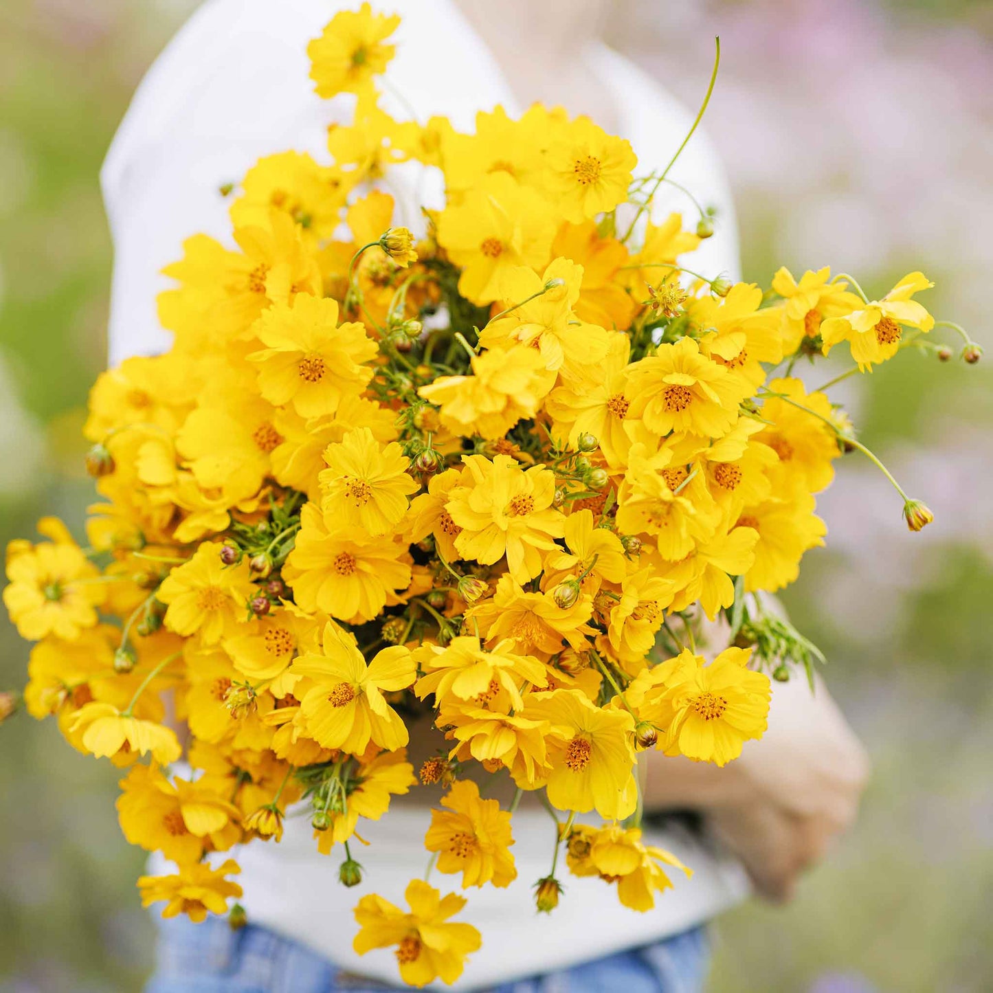 cosmos crest gold