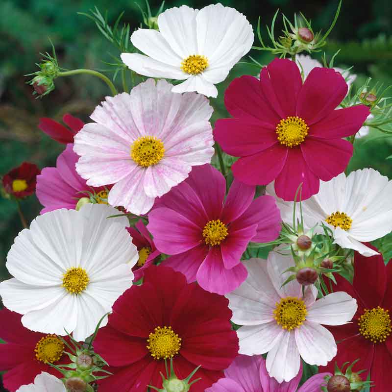 cosmos versailles tetra mix| copyright: Floramedia UK Ltd