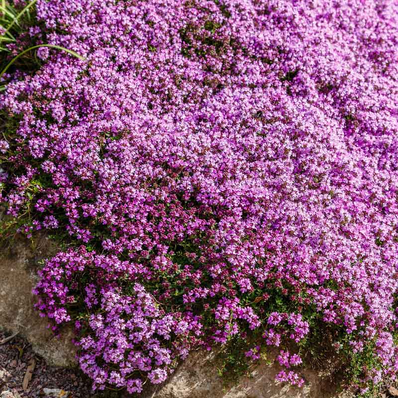 creeping thyme