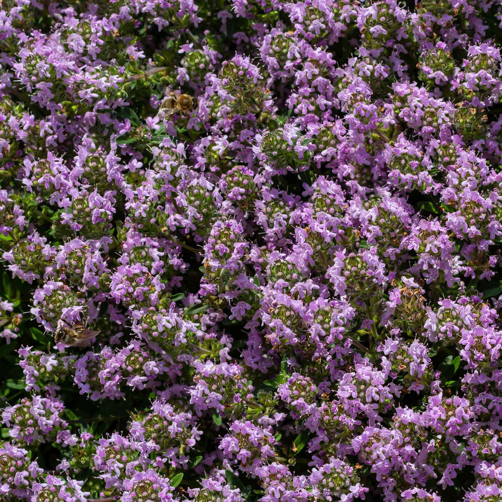 creeping thyme