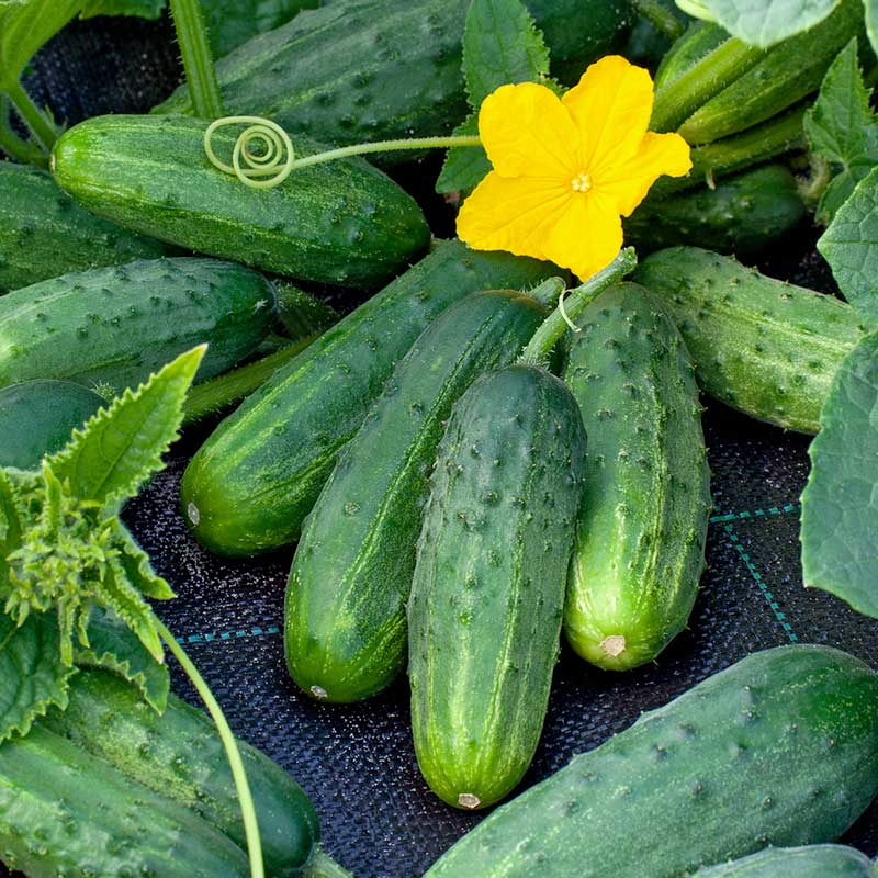 cucumber boston pickling | copyright: Floramedia UK Ltd