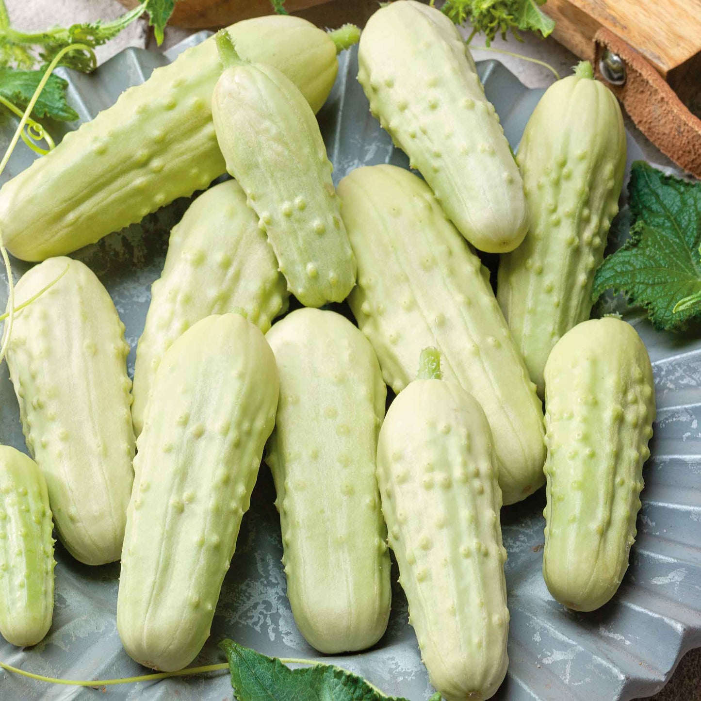 cucumber miniature white pickle