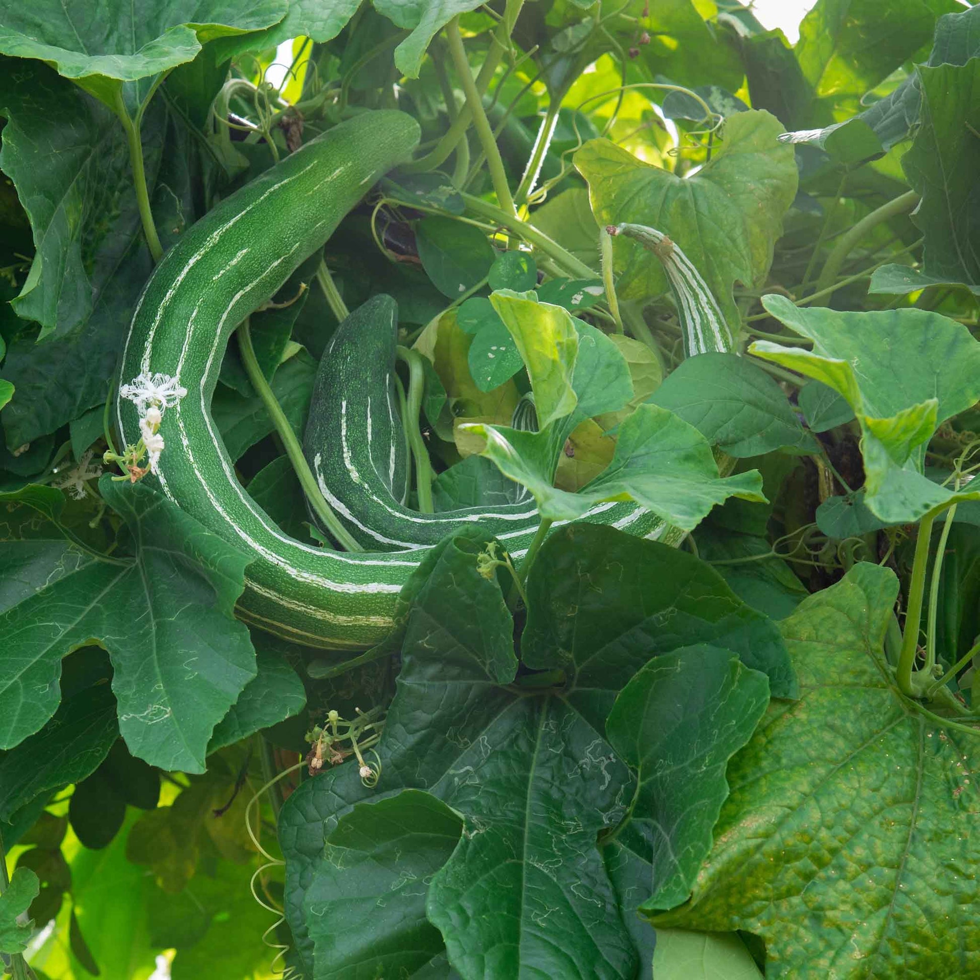 cucumber painted serpent