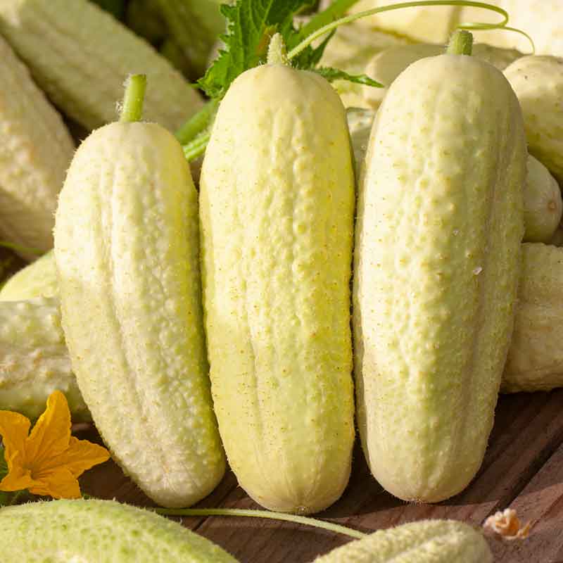 cucumber white wonder | copyright: Floramedia UK Ltd