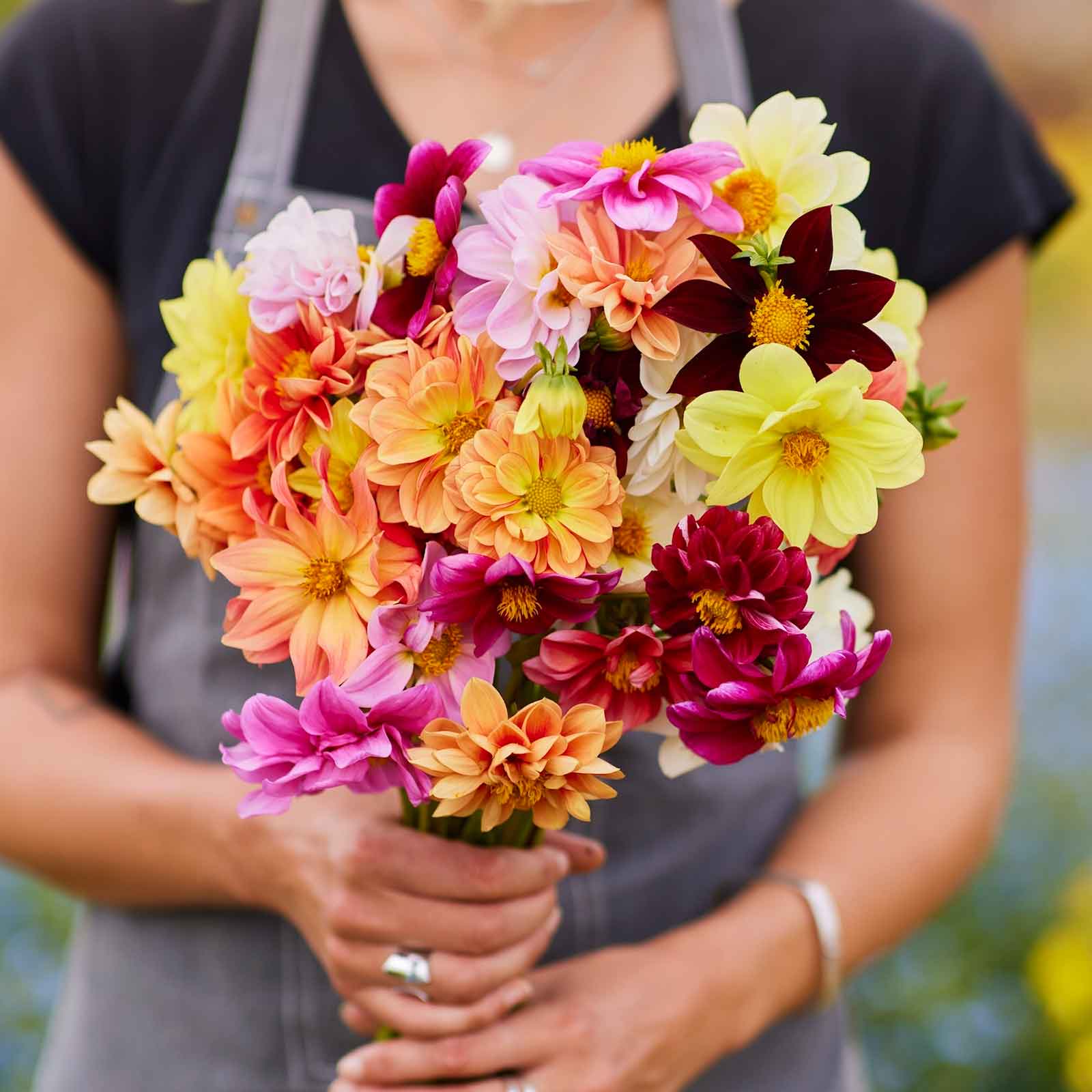 dahlia early bird mix