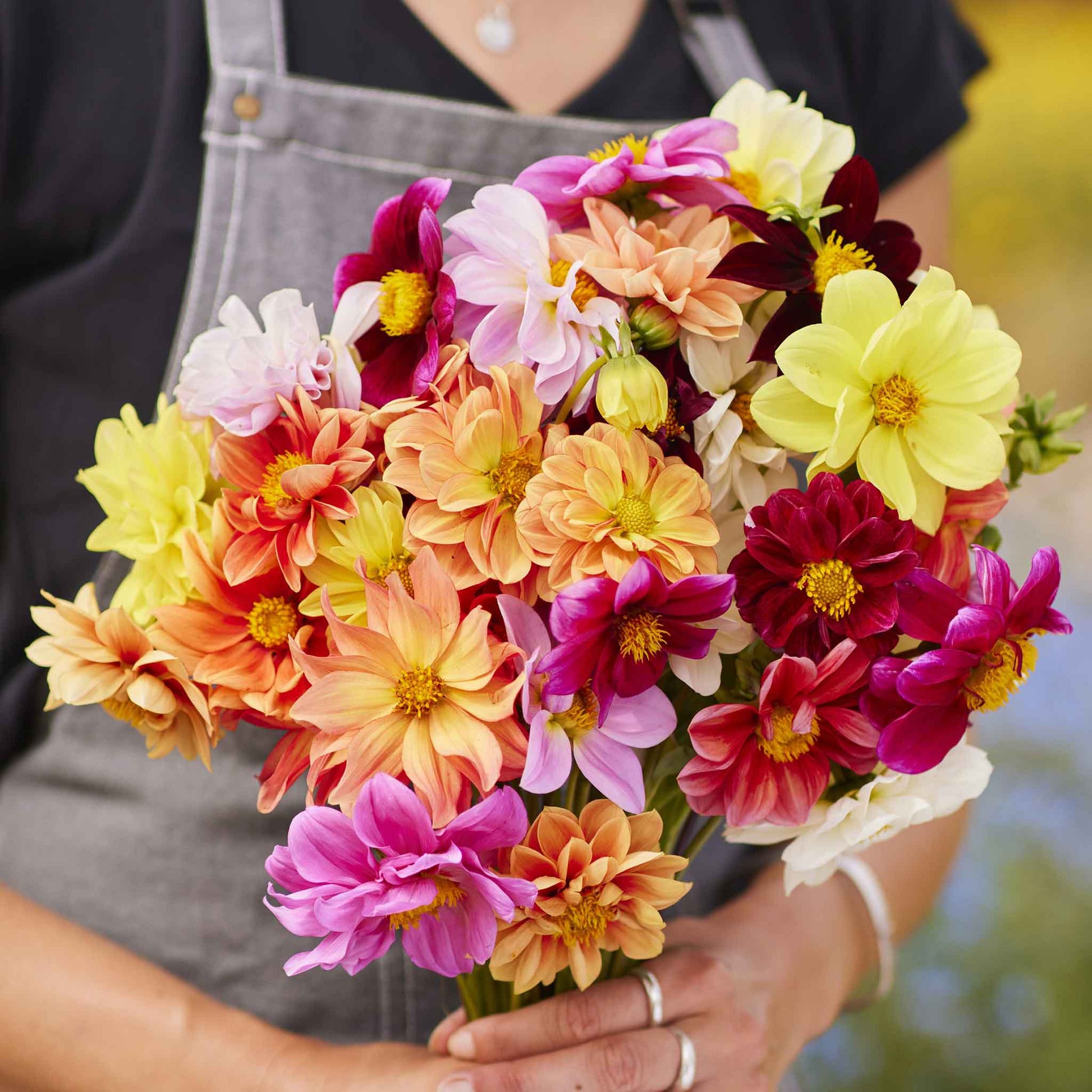 dahlia early bird mix