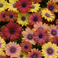 cape daisy akila hawaiian sunset mis