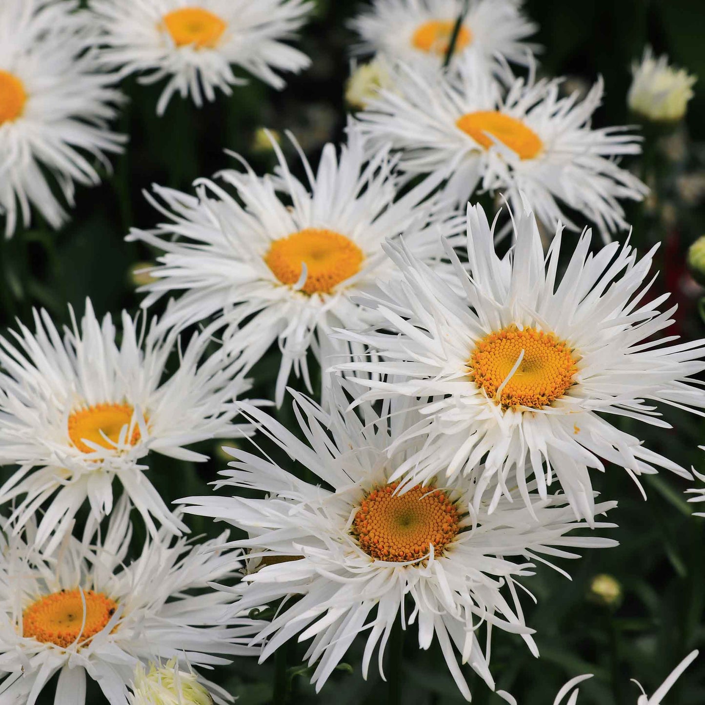 daisy crazy daisy