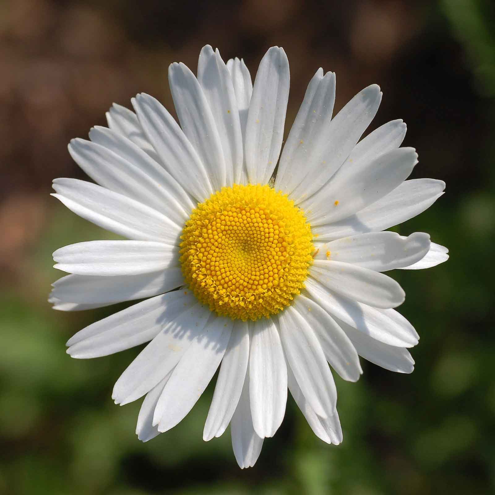 daisy ox eye