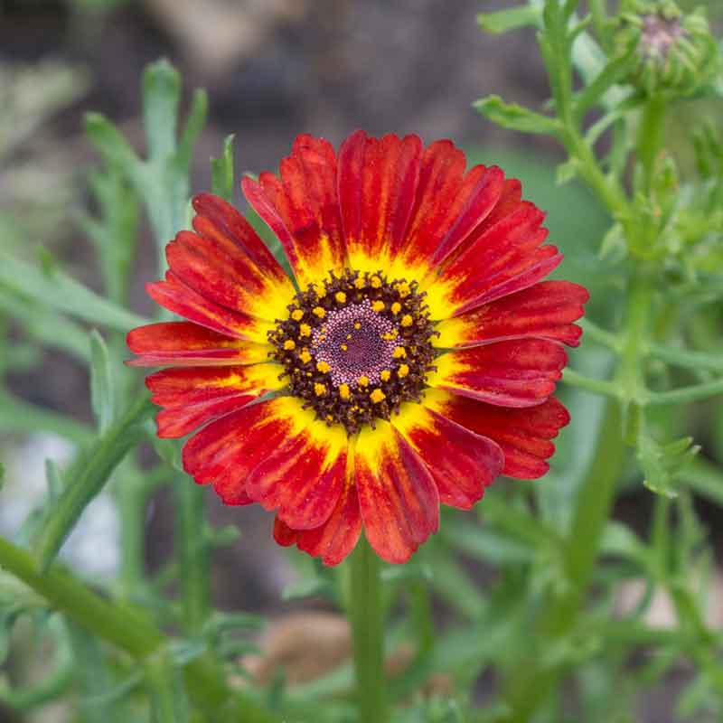 daisy painted rainbow mix