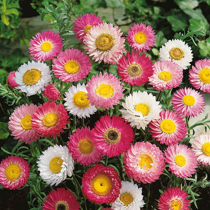 daisy paper giant flower mix