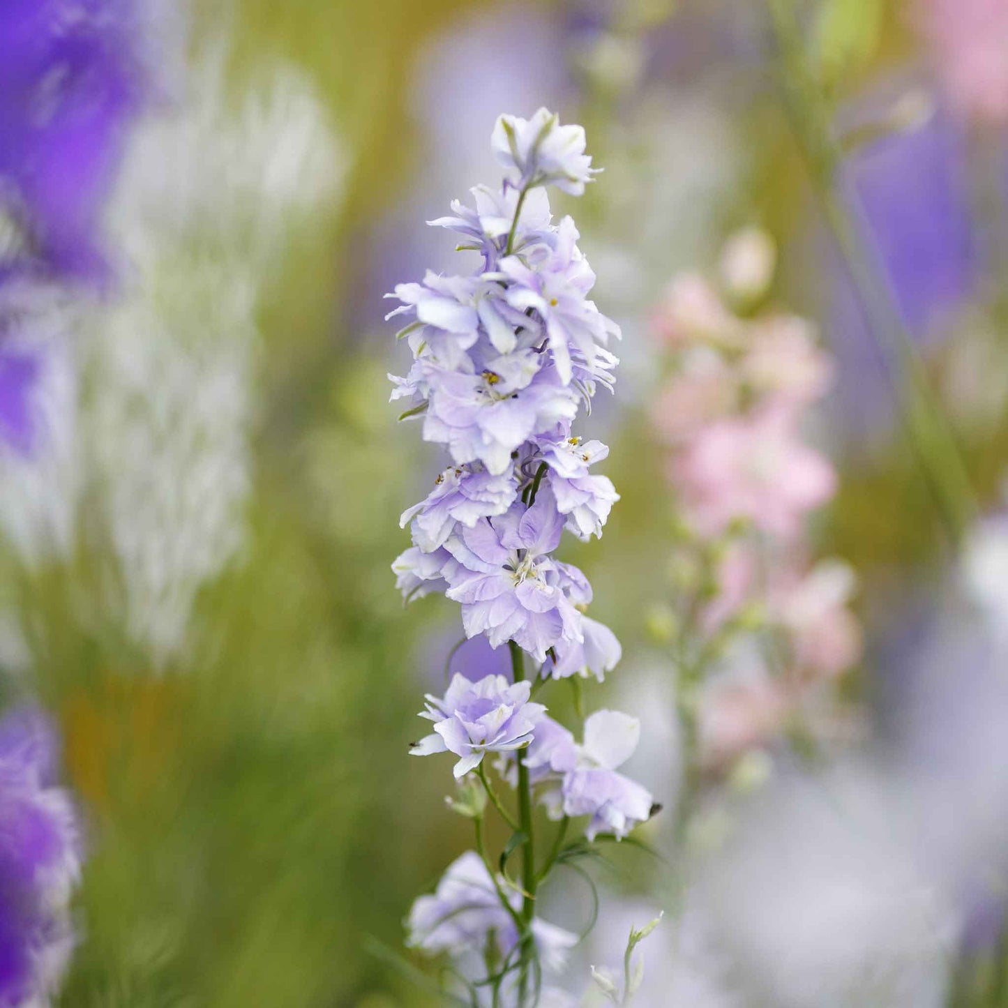 delphinium blue bell