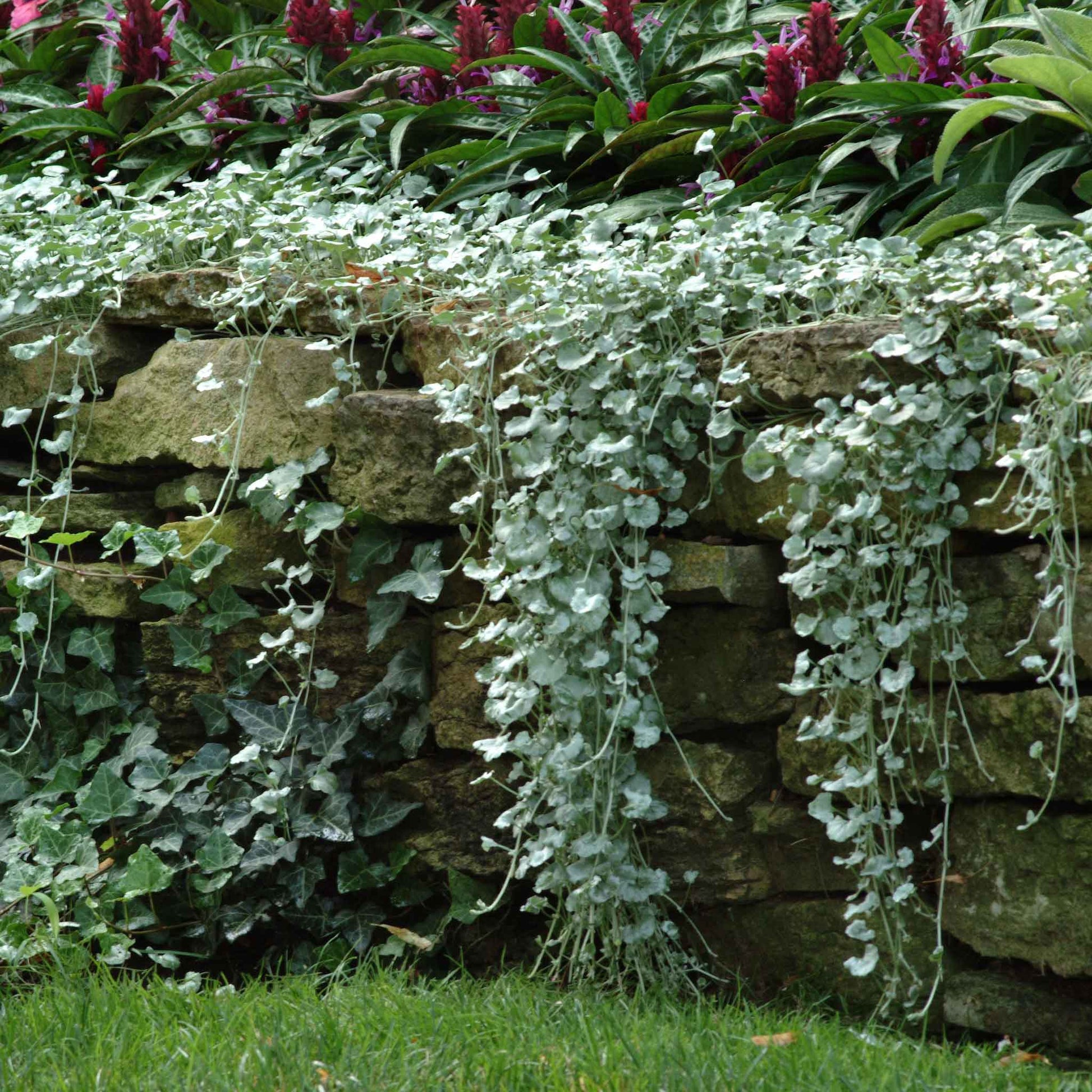 dichondra silver falls