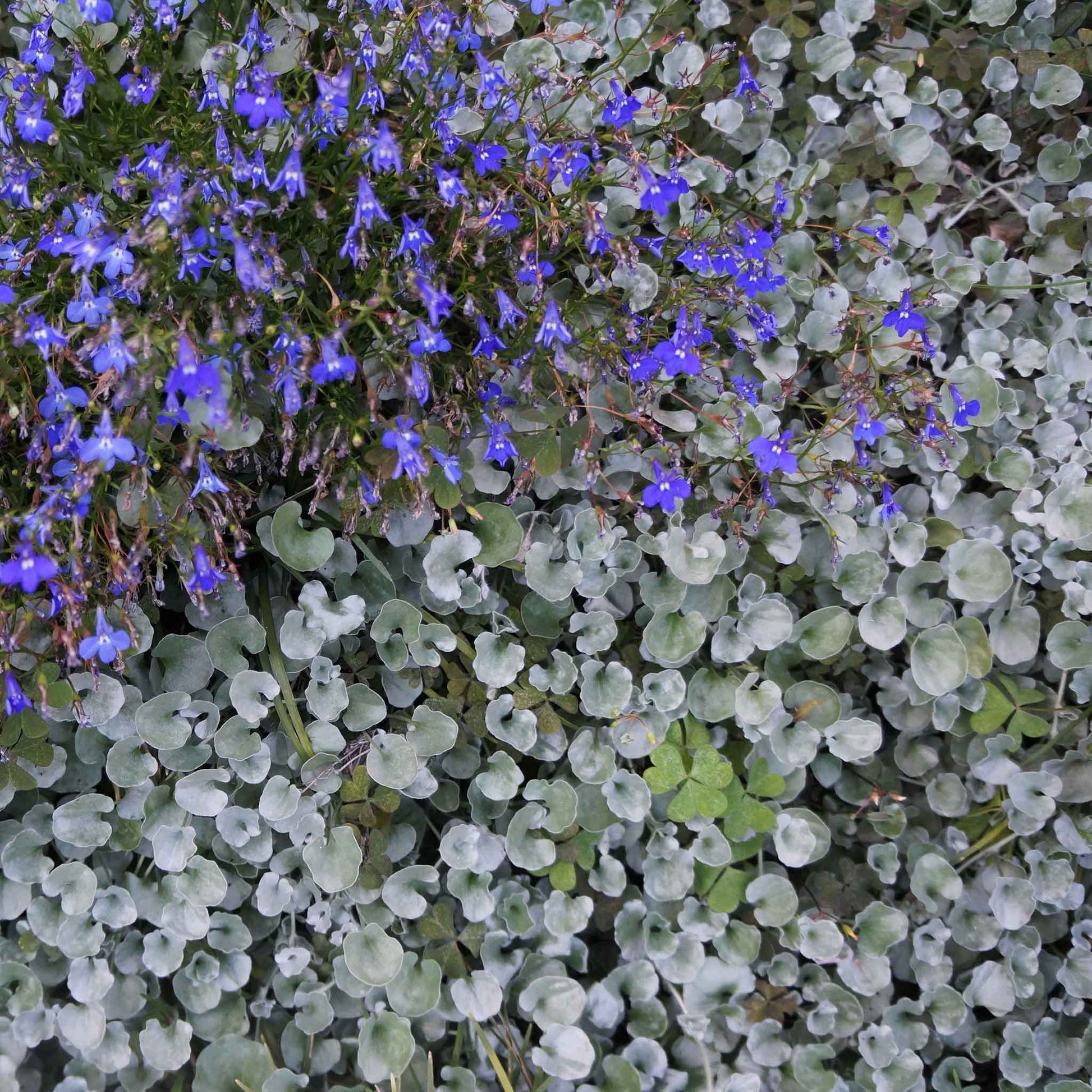 dichondra silver falls