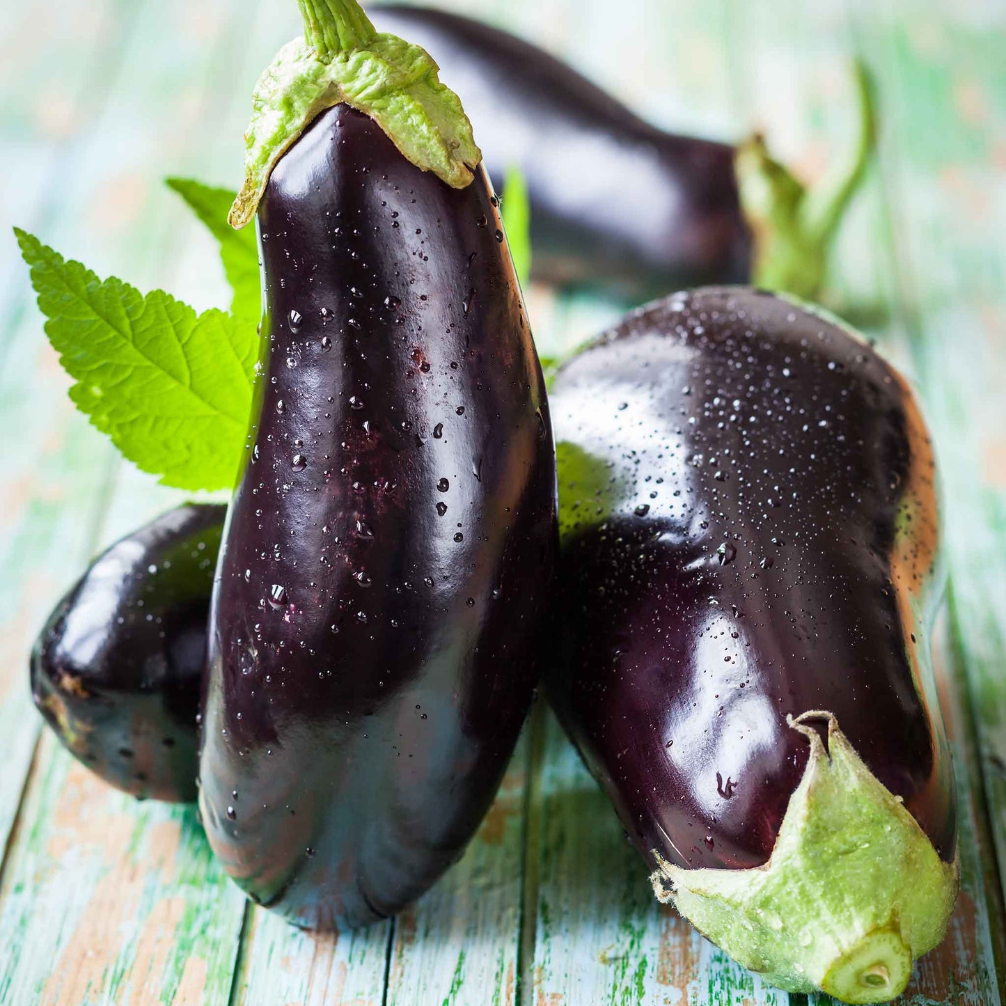 eggplant black beauty