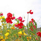 everlasting pea red