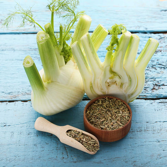 fennel florence