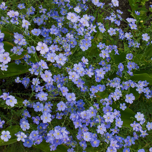 flax perennial blue