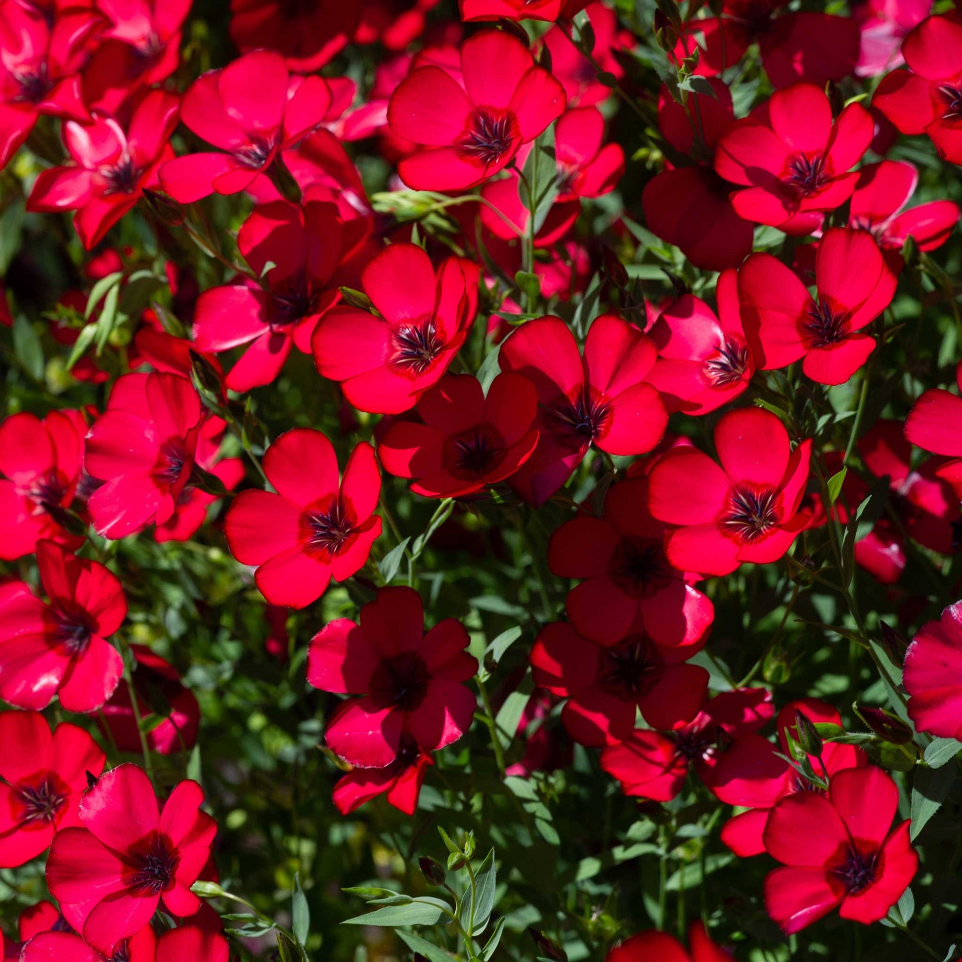 scarlet flax