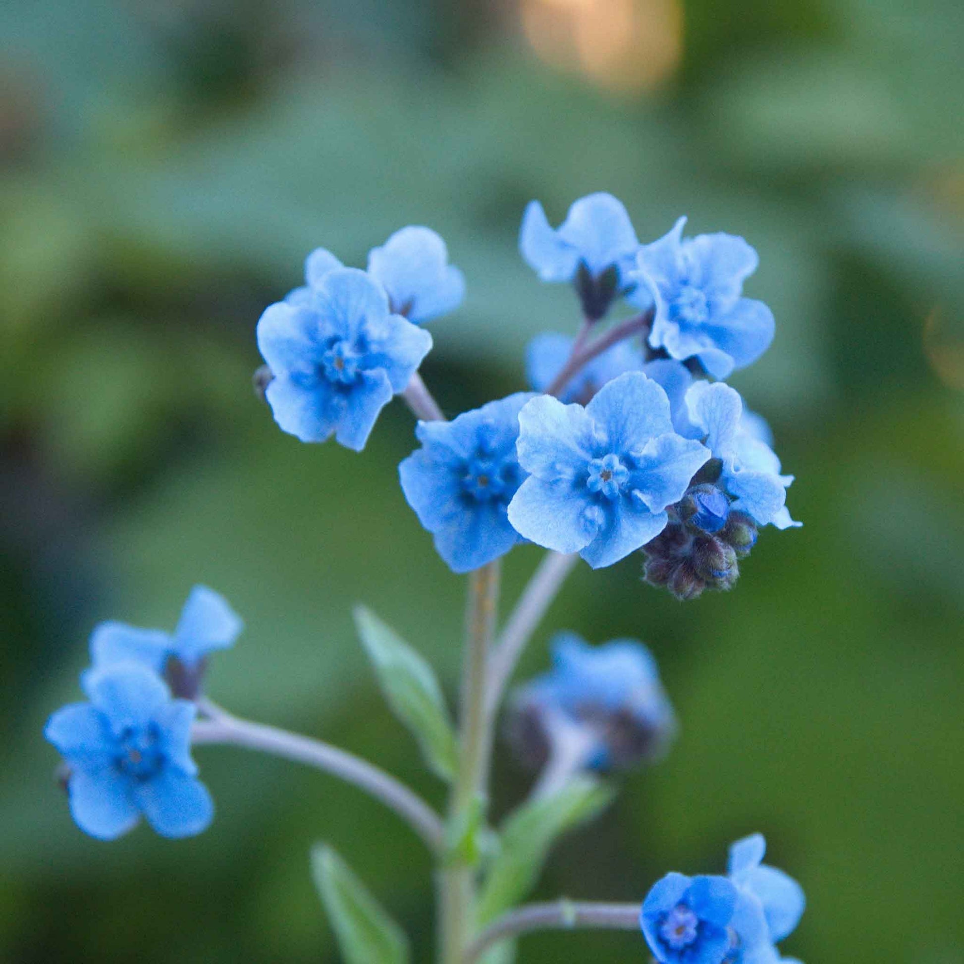 forget me not chinese