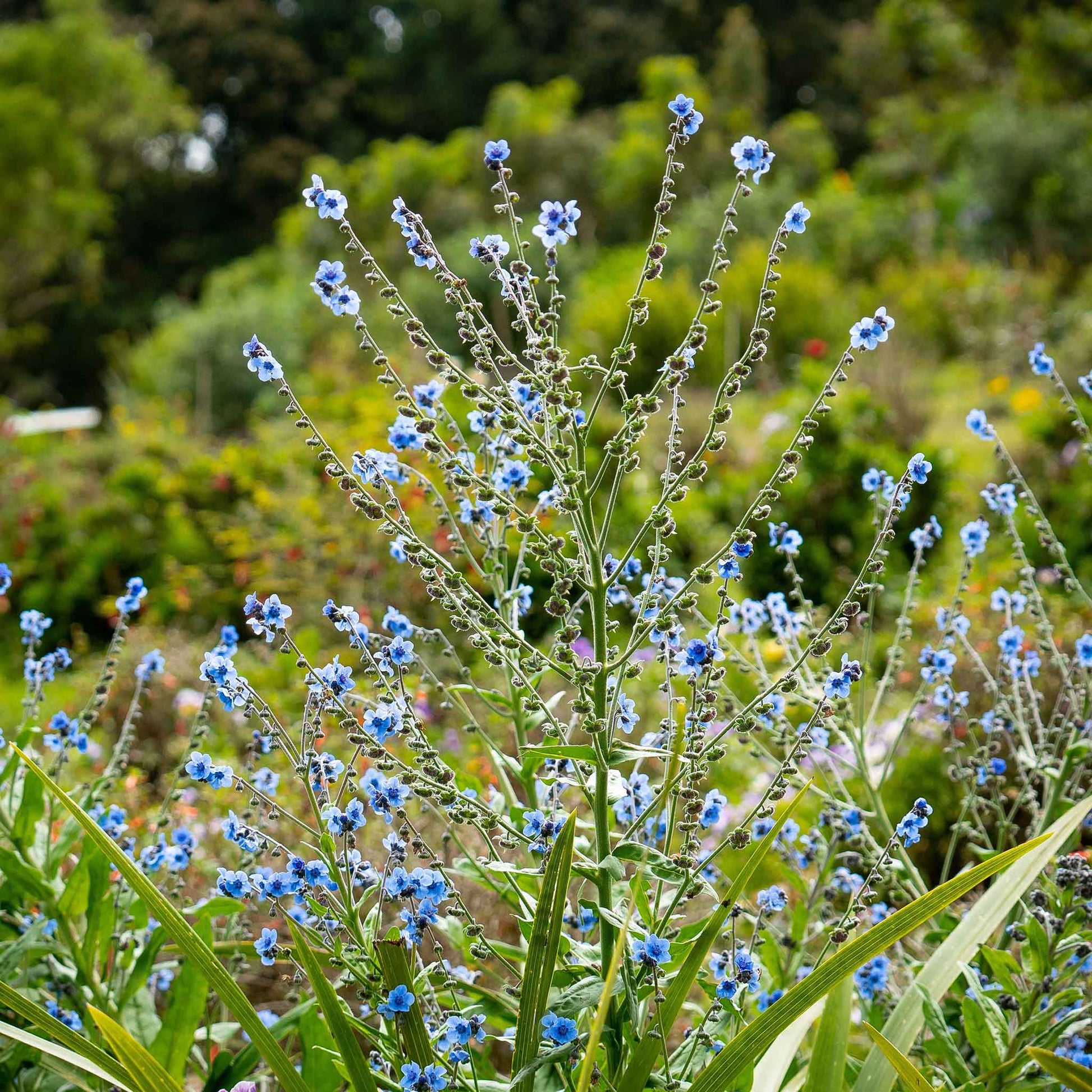 forget me not chinese