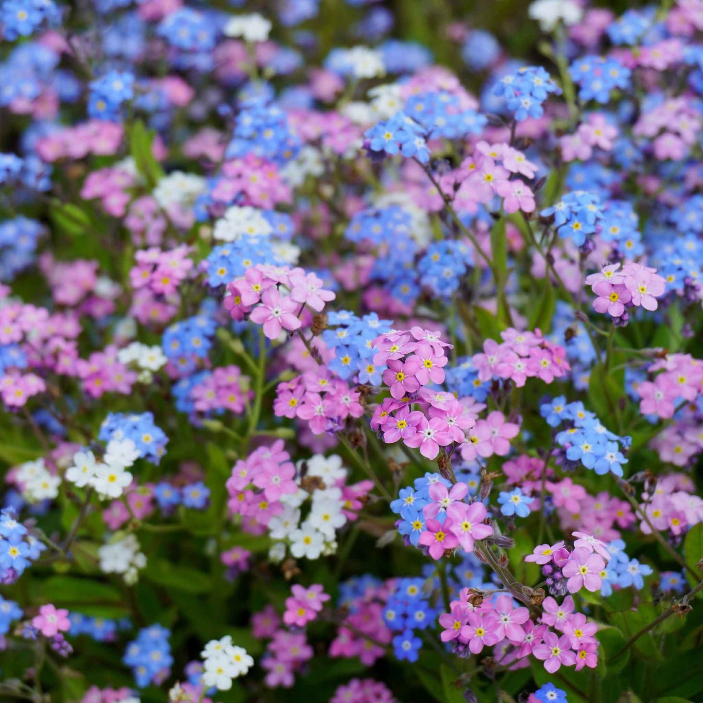 forget me not mixed