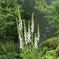 foxglove alba | copyright: Floramedia UK Ltd