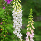 foxglove alba