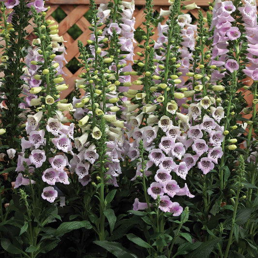 foxglove camelot lavender