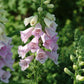 foxglove camelot lavender