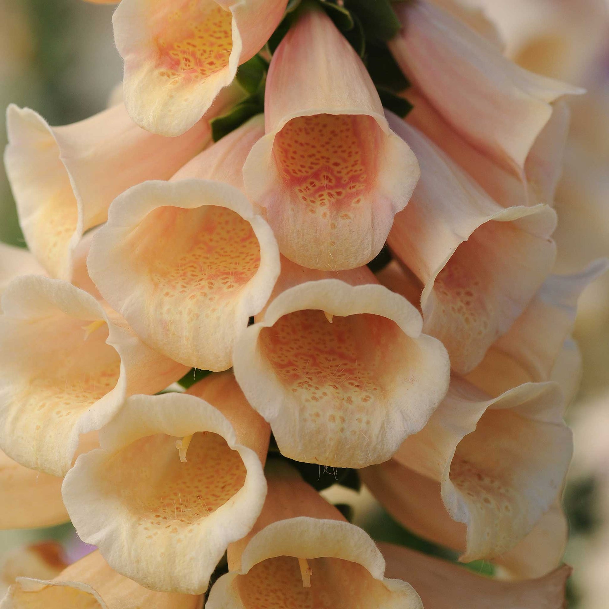 foxglove dalmatian peach