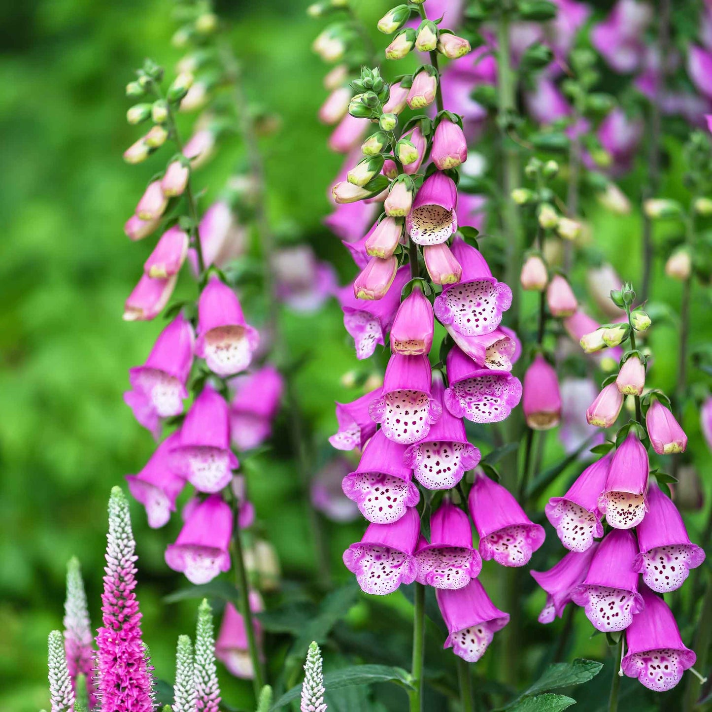 foxglove gloxiniaeflora mix