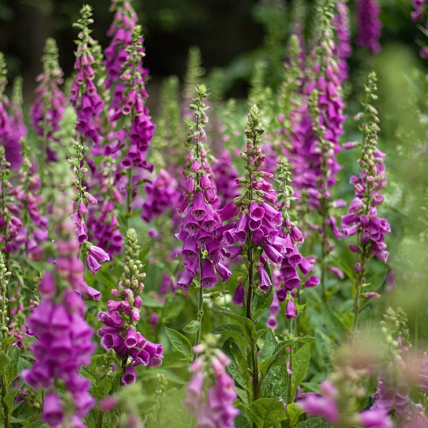 purple foxglove