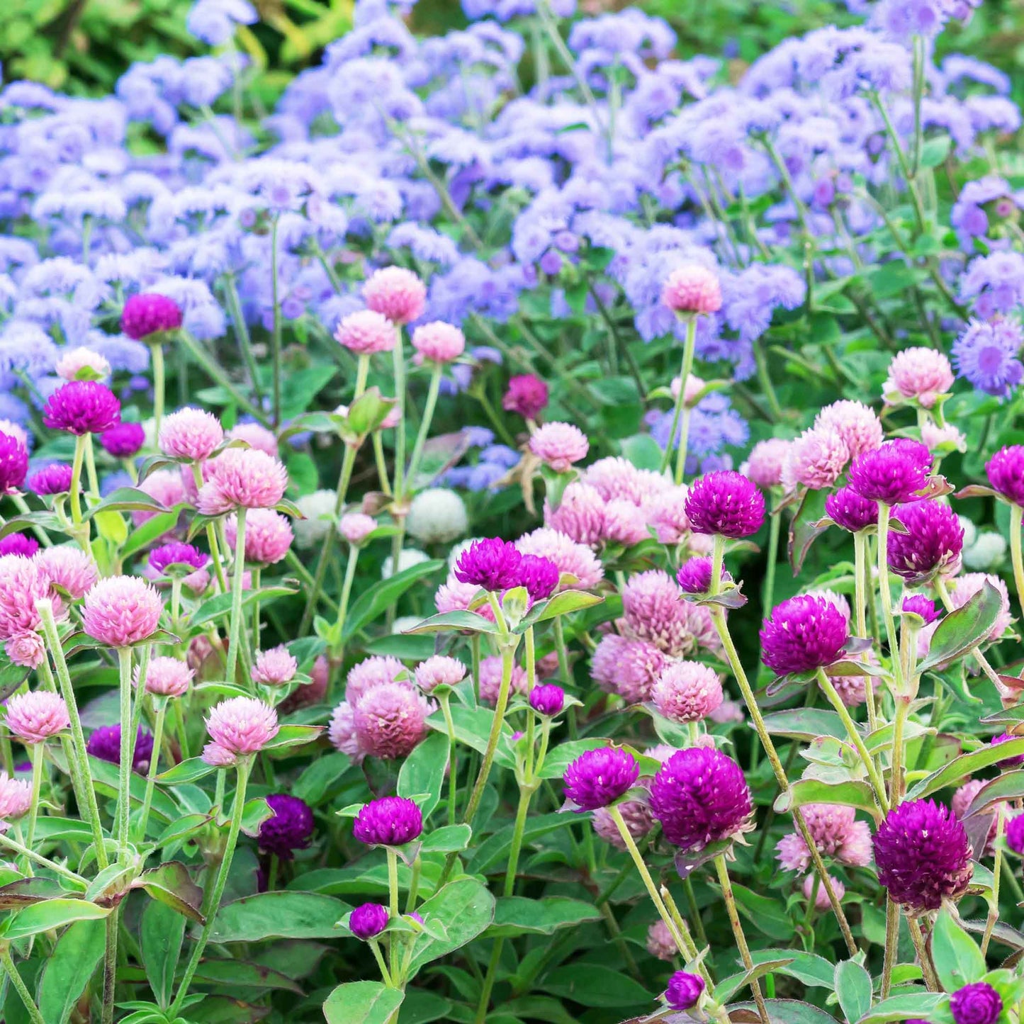 gomphrena ping pong