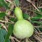 gourd birdhouse bottle