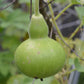 gourd birdhouse bottle