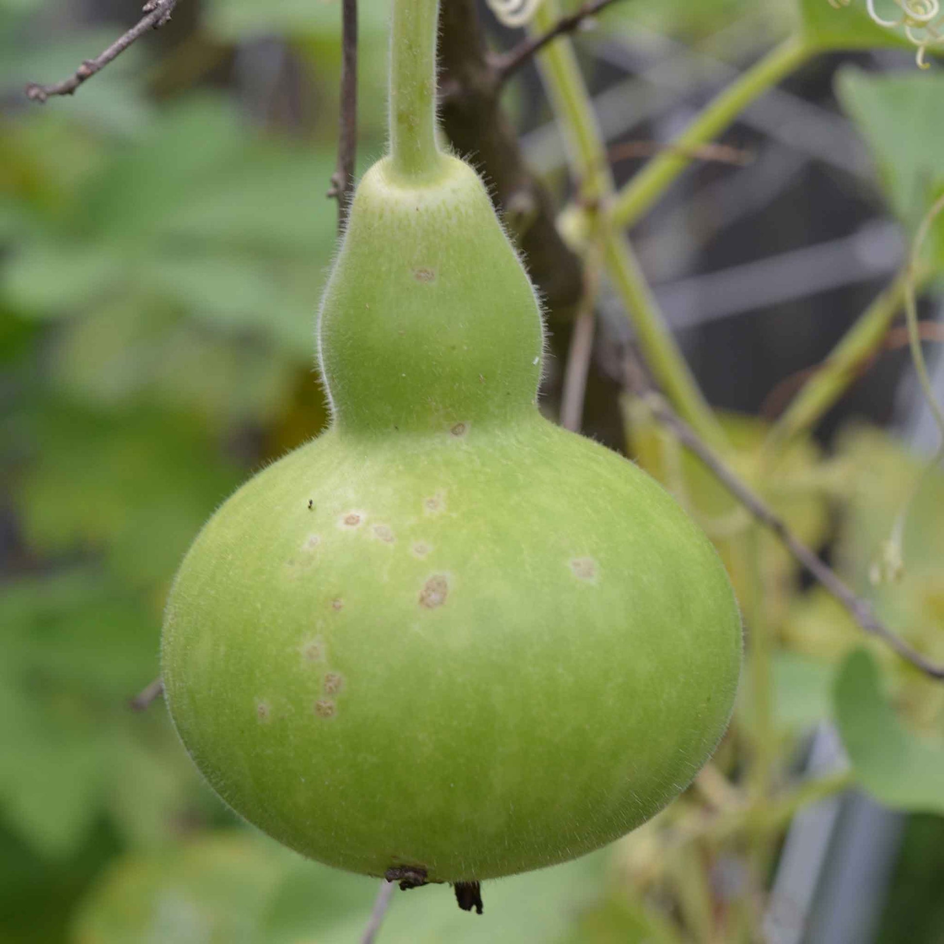 gourd birdhouse bottle