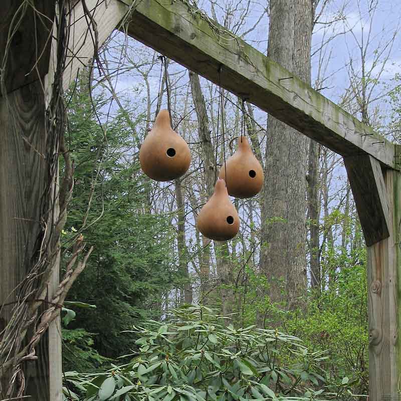 gourd birdhouse bottle