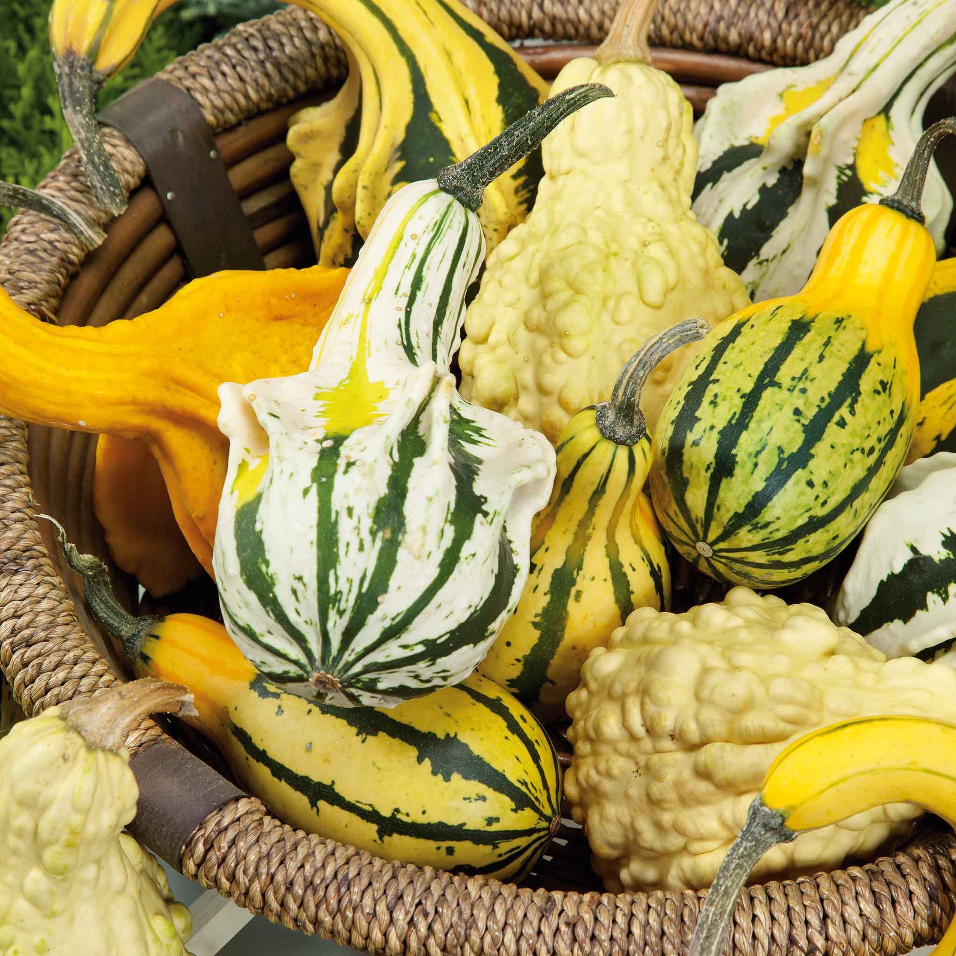 gourd large mix