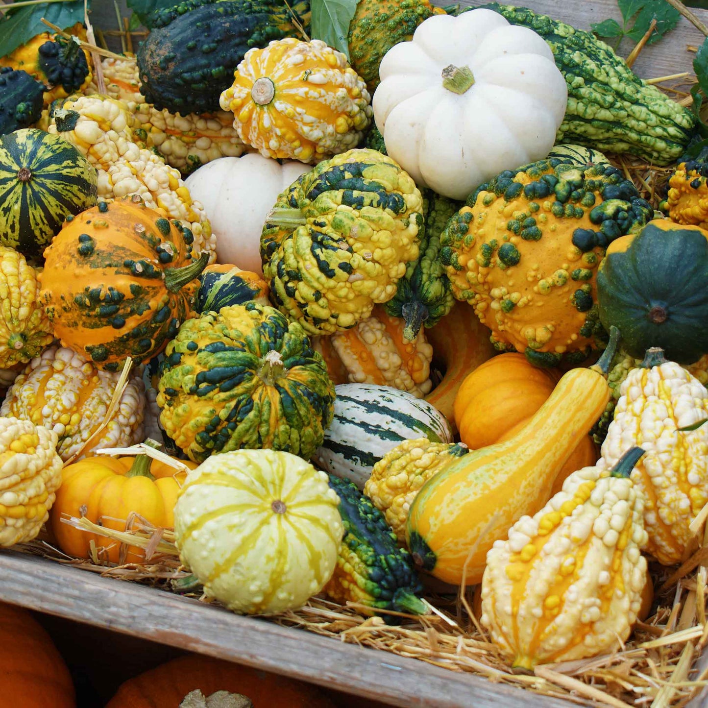 gourd small mix