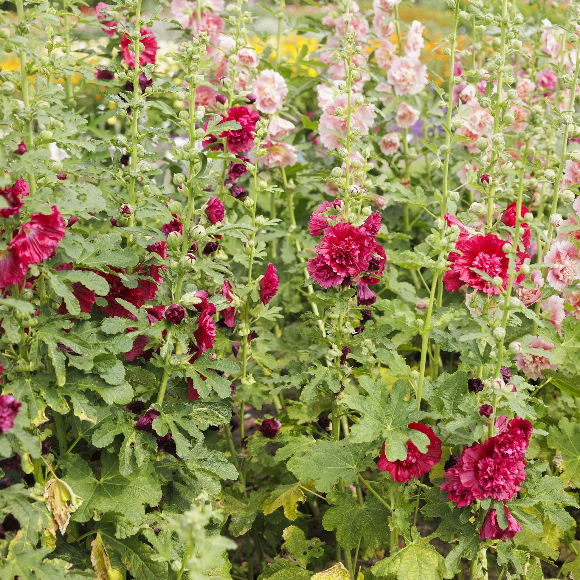 hollyhock chater double red