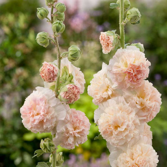 hollyhock chaters double salmon | copyright: Floramedia UK Ltd